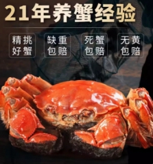 大闸蟹鲜活螃蟹公4.0两母3.0两 河蟹